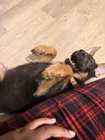 Cypher , a male German Shepherd Dog for sale in Santa Rosa Beach, FL – 3 of 4