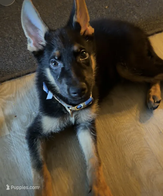 Cypher  – German Shepherd Dog puppy for sale in Santa Rosa Beach, FL