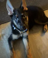 Cypher , a male German Shepherd Dog for sale in Santa Rosa Beach, FL – 1 of 4
