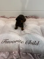 Bella, a female Miniature Dachshund for sale in Miami, FL – 2 of 2