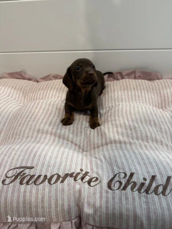 Bella – Miniature Dachshund puppy for sale in Miami, FL