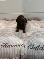 Bella, a female Miniature Dachshund for sale in Miami, FL – 1 of 2