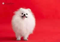 Versace , a male Pomeranian for sale in Charlotte, NC – Photo 9 of 9