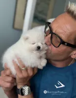 Givenchy, a male Pomeranian for sale in Charlotte, NC – Photo 5 of 9