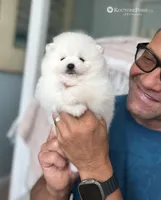 Givenchy, a male Pomeranian for sale in Charlotte, NC – Photo 1 of 9