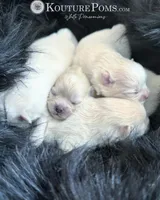 Versace , a male Pomeranian for sale in Charlotte, NC – Photo 3 of 9