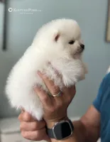 Givenchy, a male Pomeranian for sale in Charlotte, NC – Photo 3 of 9