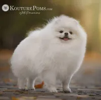 Versace , a male Pomeranian for sale in Charlotte, NC – Photo 6 of 9