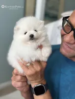 Givenchy, a male Pomeranian for sale in Charlotte, NC – Photo 4 of 9