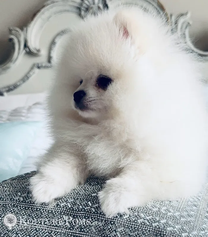 Versace  – Pomeranian puppy for sale in Charlotte, NC