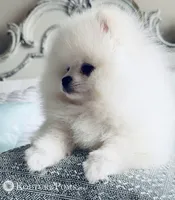 Versace , a male Pomeranian for sale in Charlotte, NC – Photo 1 of 9