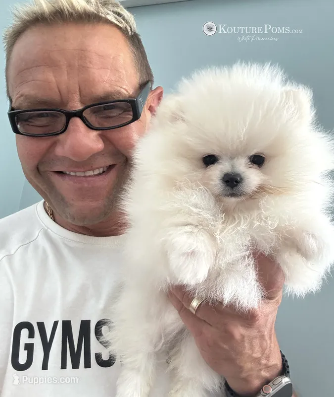 Sofia – Pomeranian puppy for sale in Charlotte, NC