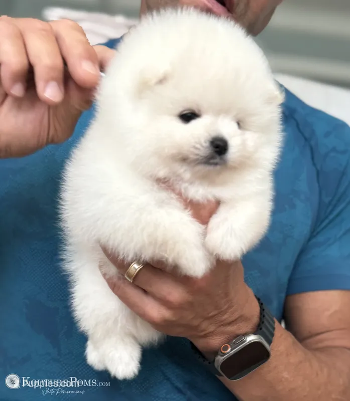 Grace – Pomeranian puppy for sale in Charlotte, NC
