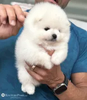 Grace, a female Pomeranian for sale in Charlotte, NC – 1 of 10