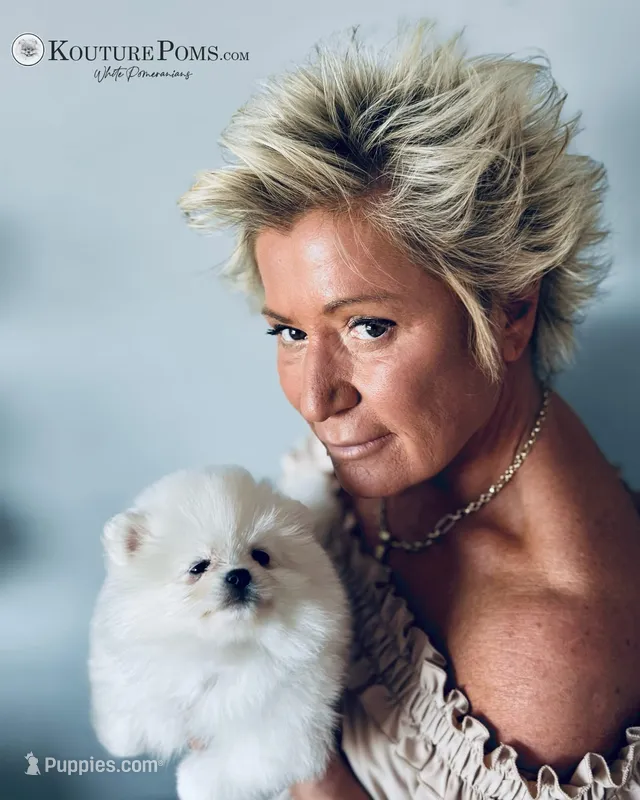 Arche – Pomeranian puppy for sale in Charlotte, NC