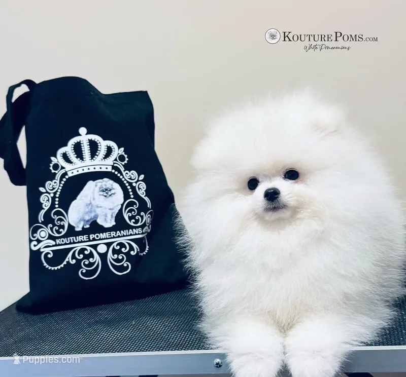  Valentino, a male Pomeranian for sale in Charlotte, NC – Photo 1 of 10