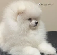  Valentino, a male Pomeranian for sale in Charlotte, NC – Photo 2 of 10