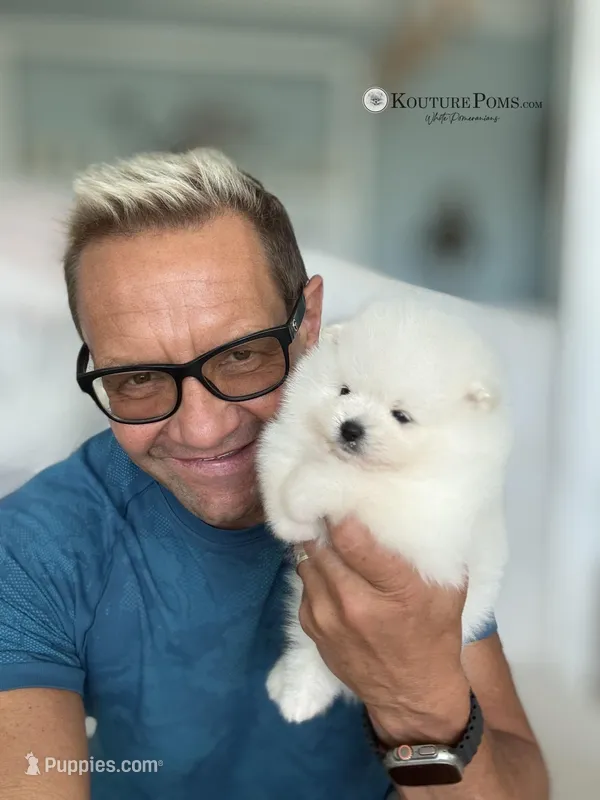  Valentino – Pomeranian puppy for sale in Charlotte, NC