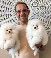  Valentino, a male Pomeranian for sale in Charlotte, NC – Photo 3 of 10