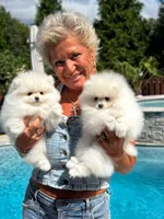  Valentino, a male Pomeranian for sale in Charlotte, NC – Photo 4 of 10
