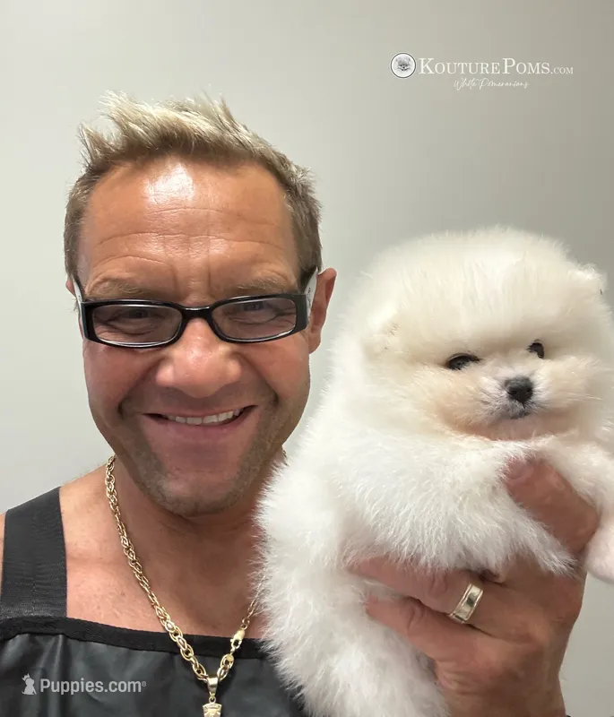 Margot – Pomeranian puppy for sale in Charlotte, NC