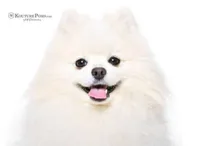 Margot, a female Pomeranian for sale in Charlotte, NC – 4 of 10