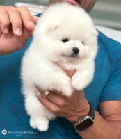 Margot, a female Pomeranian for sale in Charlotte, NC – 2 of 10