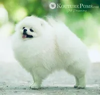 Arche, a male Pomeranian for sale in Charlotte, NC – 4 of 8