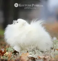Arche, a male Pomeranian for sale in Charlotte, NC – 2 of 8