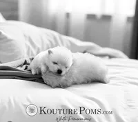 Windsor, a male Pomeranian for sale in Charlotte, NC – 8 of 9