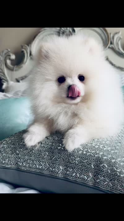 Grace, a female Pomeranian for sale in Charlotte, NC – 9 of 10