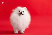 Sofia, a female Pomeranian for sale in Charlotte, NC – 6 of 10