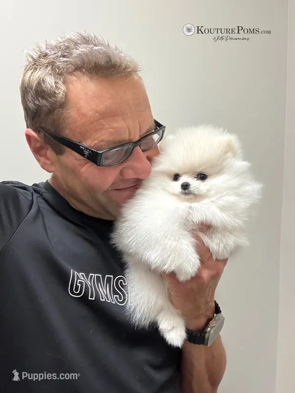 Windsor – Pomeranian puppy for sale in Charlotte, NC