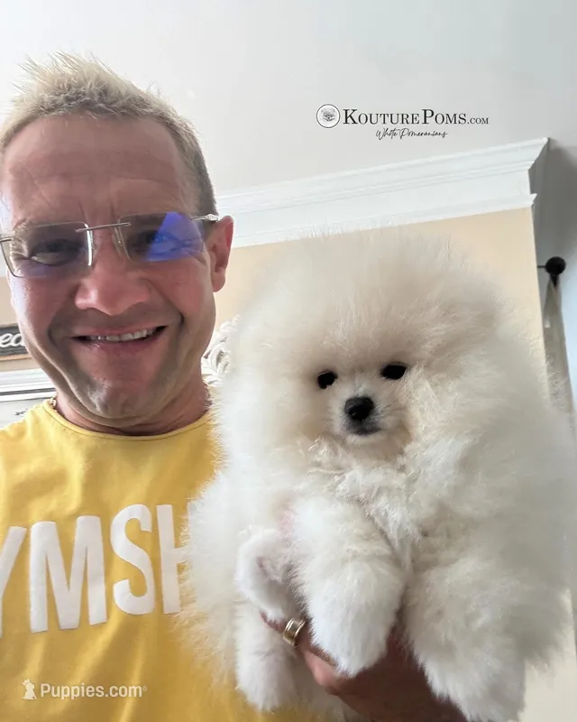Diana – Pomeranian puppy for sale in Charlotte, NC