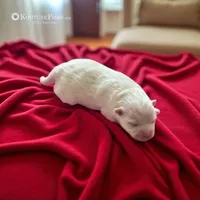 Dior, a male Pomeranian for sale in Charlotte, NC – Photo 2 of 10