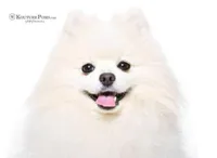 Dior, a male Pomeranian for sale in Charlotte, NC – Photo 10 of 10