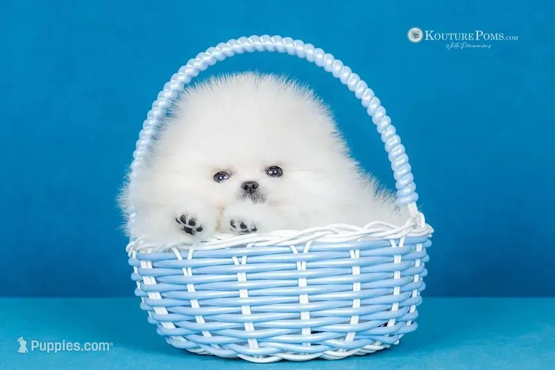 Dior – Pomeranian puppy for sale in Charlotte, NC