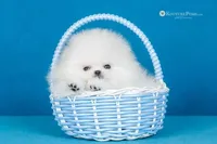 Dior, a male Pomeranian for sale in Charlotte, NC – Photo 1 of 10