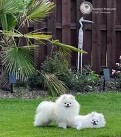 Dior, a male Pomeranian for sale in Charlotte, NC – Photo 4 of 10