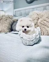 Windsor, a male Pomeranian for sale in Charlotte, NC – 6 of 9