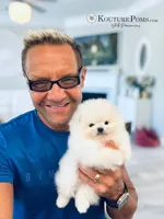 Sofia, a female Pomeranian for sale in Charlotte, NC – 3 of 10