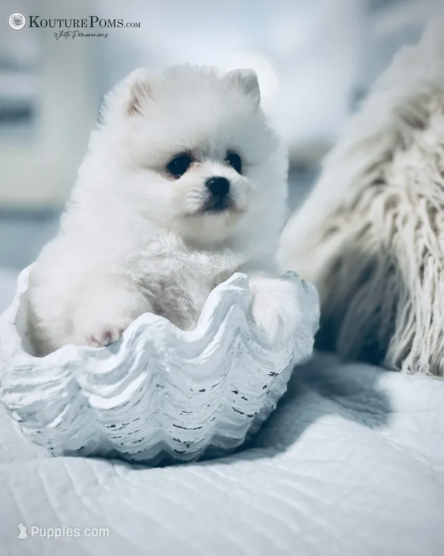 Windsor – Pomeranian puppy for sale in Charlotte, NC