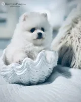 Windsor, a male Pomeranian for sale in Charlotte, NC – 1 of 9