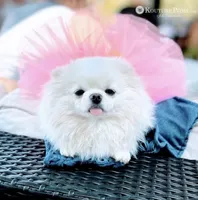 Windsor, a male Pomeranian for sale in Charlotte, NC – 9 of 9