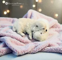 Windsor, a male Pomeranian for sale in Charlotte, NC – 5 of 9