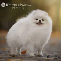 Grace, a female Pomeranian for sale in Charlotte, NC – 7 of 10