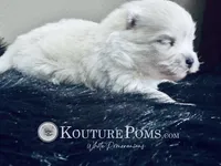 Windsor, a male Pomeranian for sale in Charlotte, NC – 4 of 9