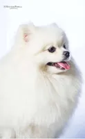 Sofia, a female Pomeranian for sale in Charlotte, NC – 5 of 10