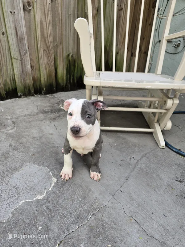 Junior  – American Pit Bull Terrier puppy for sale in Fort Lauderdale, FL