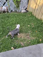 Junior , a male American Pit Bull Terrier for sale in Fort Lauderdale, FL – Photo 4 of 4